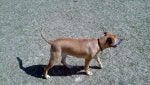 Dog Mammal Vertebrate Dog breed Canidae