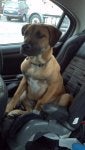 Dog Mammal Vertebrate Dog breed Canidae
