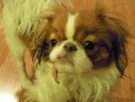 Dog Mammal Vertebrate Canidae Dog breed