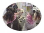 schnauzer.jpg