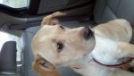 Dog Canidae Mammal Dog breed Snout