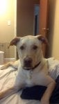 Dog Mammal Vertebrate Dog breed Canidae