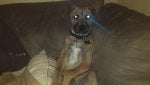 Dog Mammal Vertebrate Canidae Dog breed