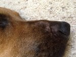 Canidae Dog Dog breed Brown Snout