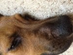 Mammal Nose Snout Dog breed Fawn