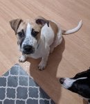 Dog Mammal Vertebrate Dog breed Canidae