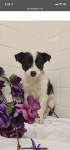 Dog Plant Carnivore Flower Dog breed