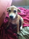 Dog Mammal Vertebrate Dog breed Canidae